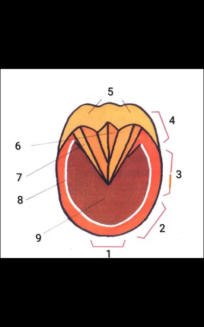 Que représente le numéro 1 sur l'image ?