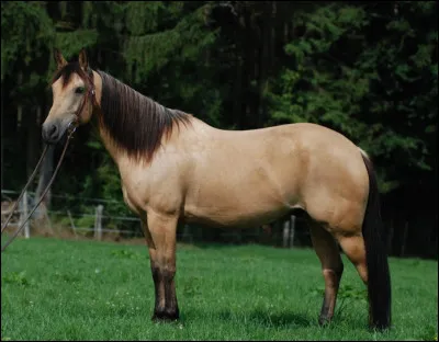 Comment s'appelle la robe de ce cheval ?