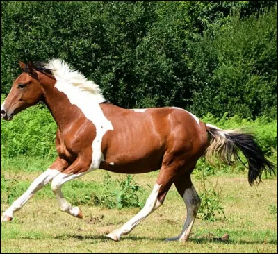 Combien le cheval a-t-il d'allures ?