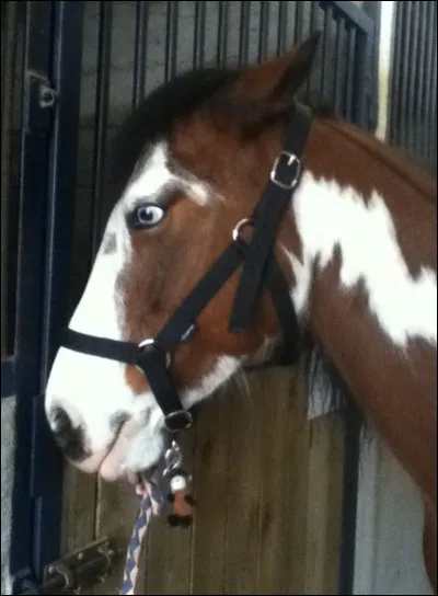 Que ressent le cheval lorsqu'il couche ses oreilles en arrière ?