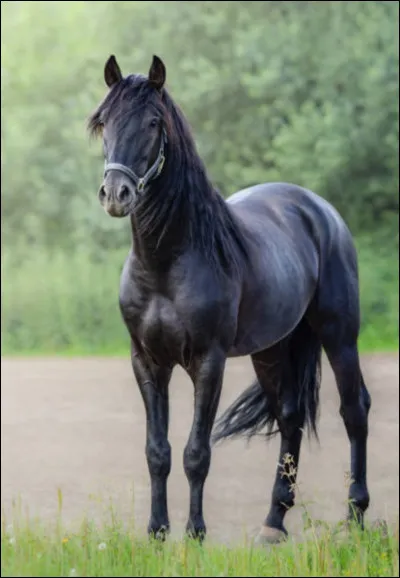 Quel cavalier a la priorité entre un cavalier à main droite et un cavalier à main gauche ?