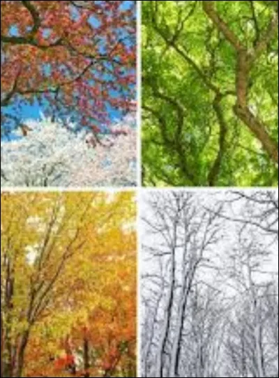 Quelle est ta saison pr&eacute;f&eacute;r&eacute;e ?