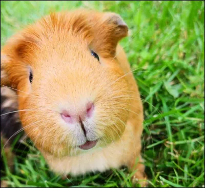 Quel est ton animal pr&eacute;f&eacute;r&eacute; ? (1)