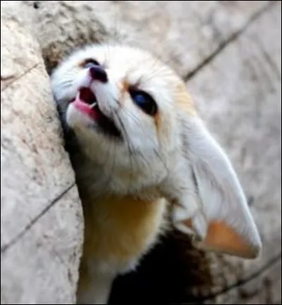 Quel est ton animal pr&eacute;f&eacute;r&eacute; ? (2)