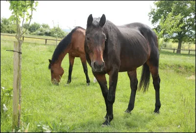 Quand on amène un cheval ou poney au pré doit-on le détacher avant d'avoir ouvert la barrière ?