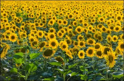Le tournesol est très cultivé pour ses graines riches en quoi ?