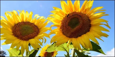 Quel est le nom de la propriété du tournesol de se tourner vers la lumière solaire ?