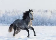 Quiz Les chevaux