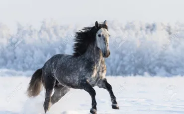 Quiz Chevaux