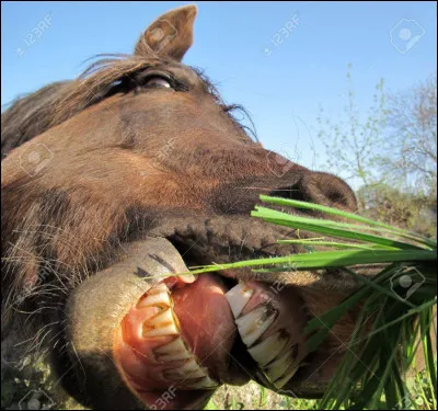 Combien de dents un cheval adulte possède-t-il généralement ?