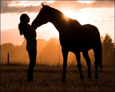 Bonus : Quelle est la durée moyenne de vie d'un cheval ?
