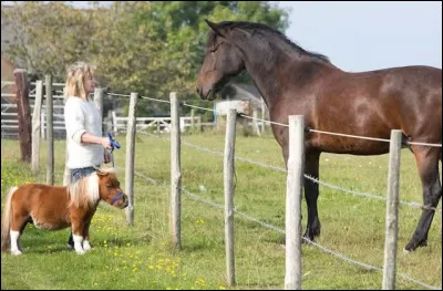 Quelle est la principale différence entre un cheval et un poney ?