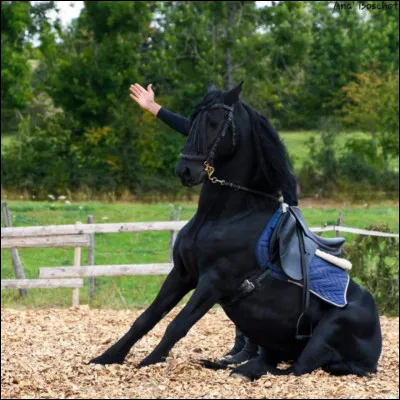 Quel est le terme pour désigner un cheval mâle non castré ?