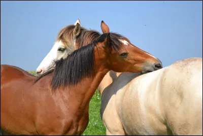 Le cheval est-il un herbivore ou un carnivore ?