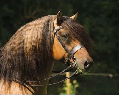 Lequel de ces chevaux est originaire d'Écosse ?