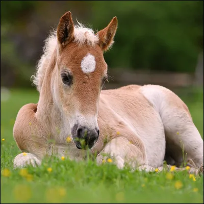 Comment appelle-t-on un cheval de moins d'1 an ?