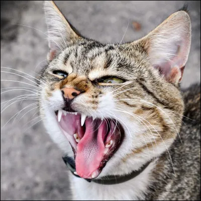 Quel est le nom du cri caractéristique dun chat ?
