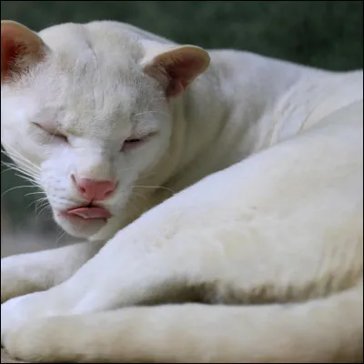 Bonus : Quelle est la couleur dominante des yeux d'un chat albinos ?