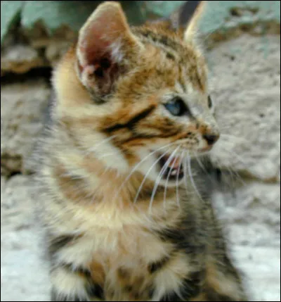 Quel est le nom scientifique du chat domestique ?