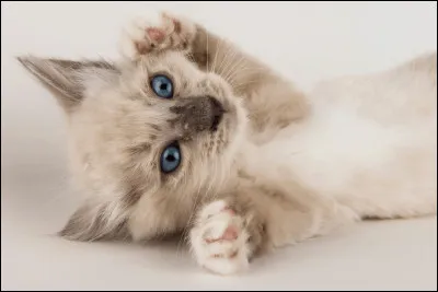 Comment appelle-t-on un chat âgé de moins d'1 an ?