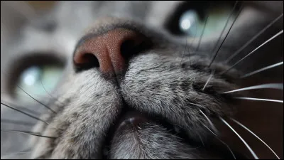 Les chats ont-ils un sens de l'odorat plus développé que celui des humains ?