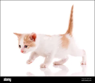 Quel est le terme utilisé pour décrire la position de la queue d'un chat lorsqu'il est content ?