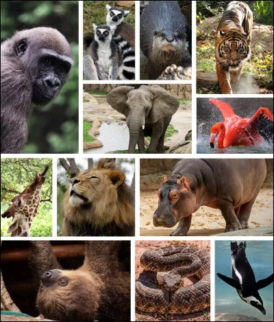 Si tu étais un animal, tu serais :