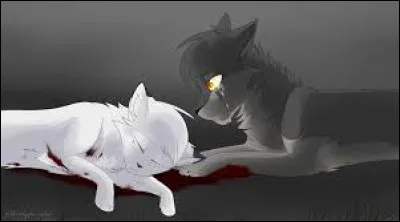 Vrai ou faux ? Sa mère meurt quand il est chaton :