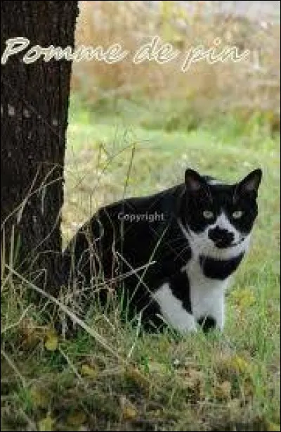 Qui est son mentor ?