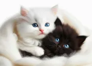 Quiz Culture gnrale en noir et blanc