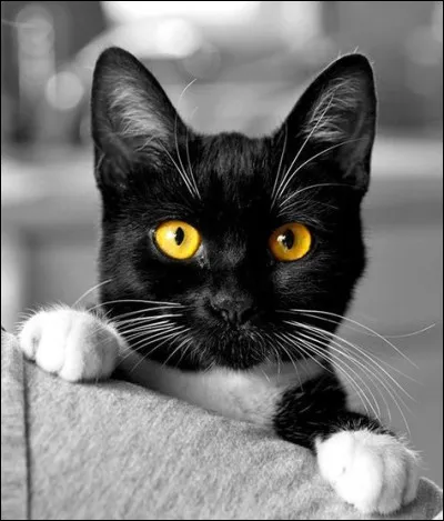 Dans quelle uvre rencontrons nous "Chat Noir" ?