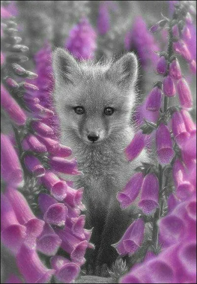 Quel est le nom du renard qui devient blanc en hiver ?