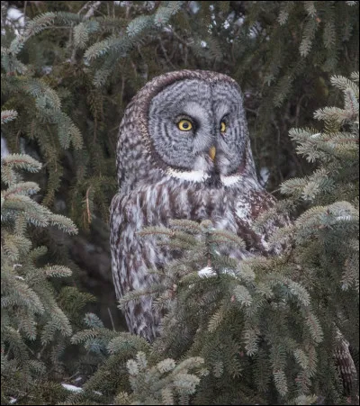 Comment s'appelle le hibou de la famille Weasley ?