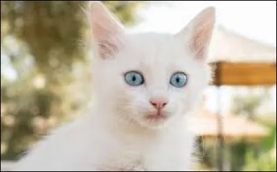 Et ses frères et surs ?