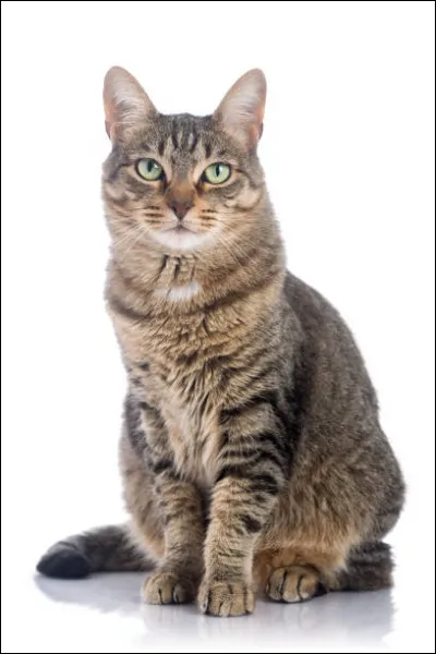 Vrai ou faux sa mère adoptive a été assassinée par Étoile Tigrée ?