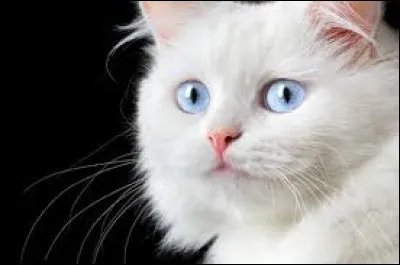 Quel est son nom d'apprenti ?