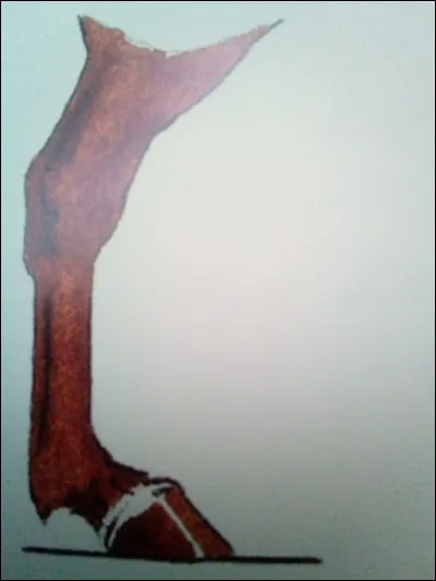 Quelle balzane est représentée sur l'image ?