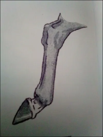 Quelle balzane est représentée sur l'image ?