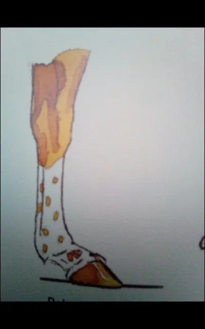 Quelle balzane est représentée sur l'image ?