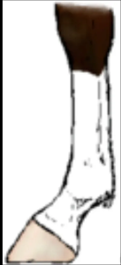 Quelle balzane est représentée sur l'image ?