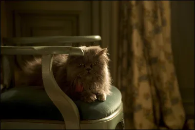Dans le film "Cendrillon", sortit en 2015, quelle est la race du chat qui incarne Lucifer ?