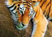 Test Quelle image de tigre es-tu ?