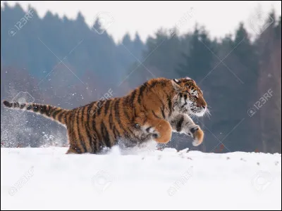 Veux-tu qu�il coure ?