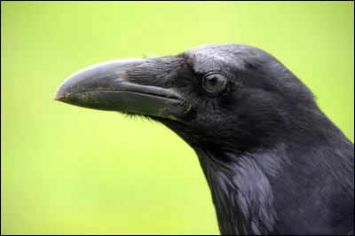 Je suis un brawler légendaire et aussi un animal.
Mon Super me permet également de sauter. Qui suis-je ?