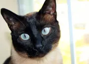 Test Quelle race de chat  poil court es-tu ?