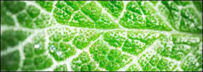 Quel pigment donne la couleur verte aux plantes ?