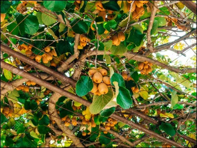 Quel arbre produit le kiwi ?