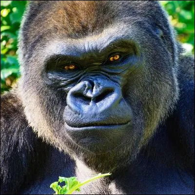 Quel acteur a incarné les espions Géo Paquet, dit "le Gorille", et Louis Rapière, dit "le Tigre*, dans plusieurs films des années 1950-1960 ?