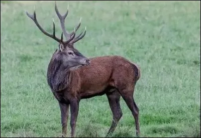 Au théâtre, qu'est-ce qu'un praticable ?