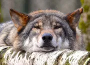 Test Pourrais-tu survivre si tu tais un loup ?